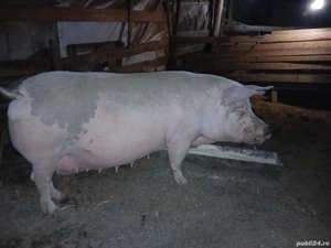 Vand purcea ! - imagine 4