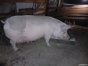 Vand purcea ! - imagine 3