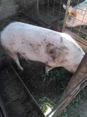 porci de vanzare - imagine 2