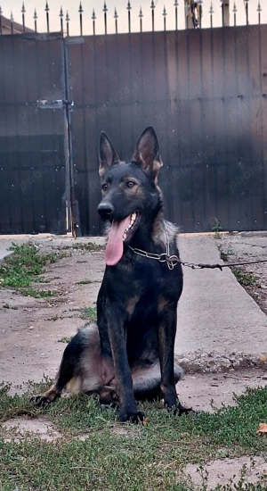 Femela Ciobanesc German  - imagine 2