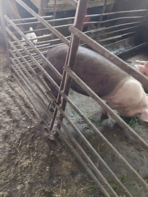 Vand porc 80 kg in localitatea Hereclean