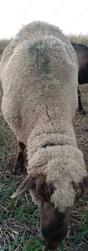 Vând berbec de anul trecut Rasa Țigaie 