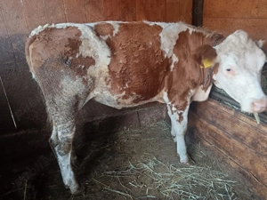 Vând vitele  - imagine 3