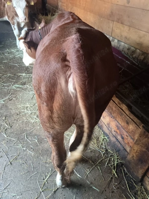 Vând vitele  - imagine 2