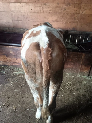 Vând vitele  - imagine 4