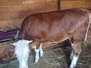 Vând vitele  - imagine 5