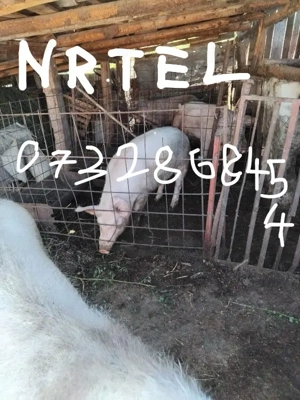 porci de vanzare - imagine 5