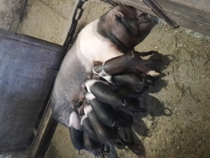 Scroafă basna cu 9 purcei 