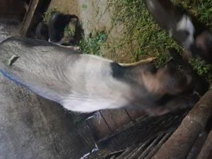 Scroafă basna cu 9 purcei  - imagine 2