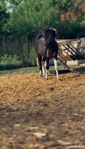 Schimb cu Auto ponei echitatie - imagine 3 Schimb cu Auto ponei echitatie - imagine 3