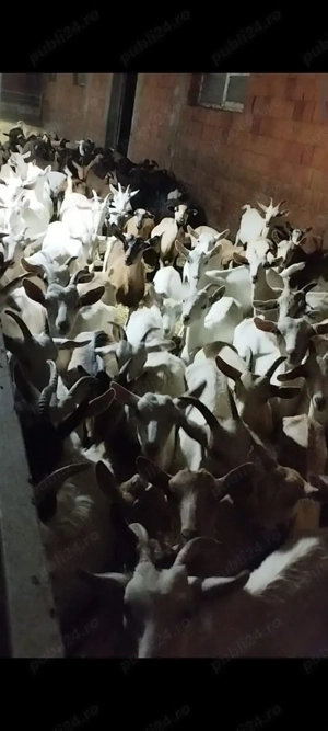 Vând ieduțe tinere de diferite vârste