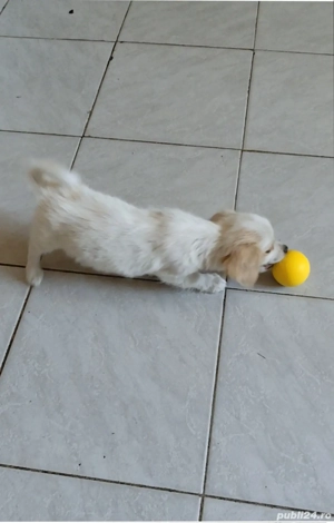 Chihuahua BichonMaltez Microcip Oradea  - imagine 3