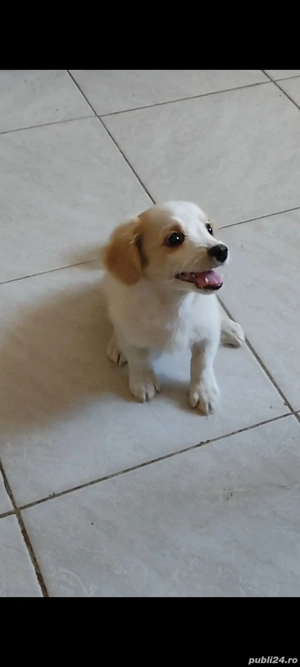 Chihuahua BichonMaltez Microcip Oradea 