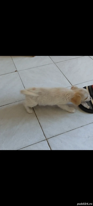Chihuahua BichonMaltez Microcip Oradea  - imagine 4