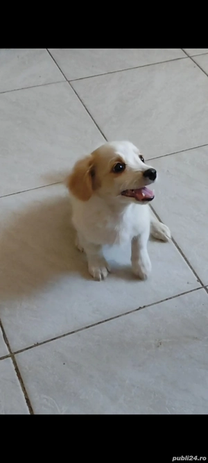 Chihuahua BichonMaltez Microcip Oradea  - imagine 5