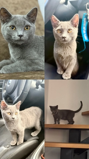 Motan British Shorthair
