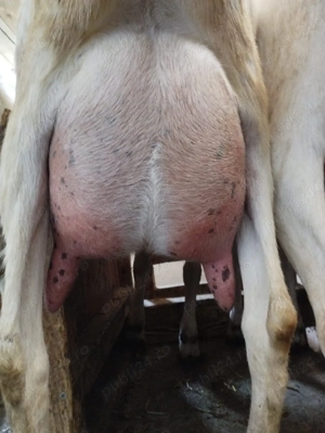 Vând capre montate pe 1 August - imagine 2 Vând capre montate pe 1 August - imagine 2