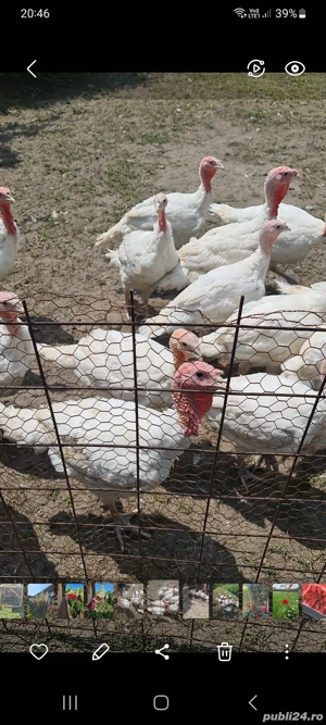 Curcani și curci rasa grea 2025