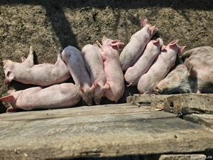 Vând 8 bucăți purcei de 7 săptămâni,