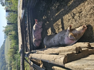 Vând porc pentru sacrificat, rasă de carne, 
