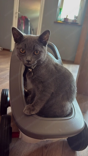 British Shorthair  Pisica 
