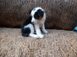 Borderr Colli - imagine 4