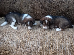 Borderr Colli - imagine 3