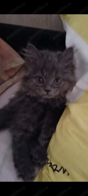 Pui de pisica angora turceasca