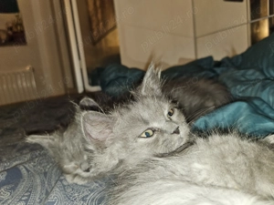 Pui de pisica angora turceasca - imagine 2