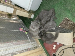 Pui de pisica angora turceasca - imagine 3