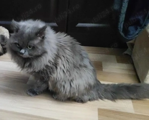 Pui de pisica angora turceasca - imagine 4