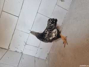 Wyandotte  - imagine 3