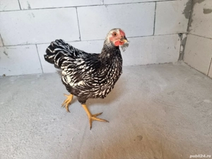 Wyandotte  - imagine 2