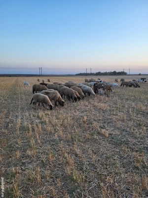 Animale de vânzare - imagine 3 Animale de vânzare - imagine 3