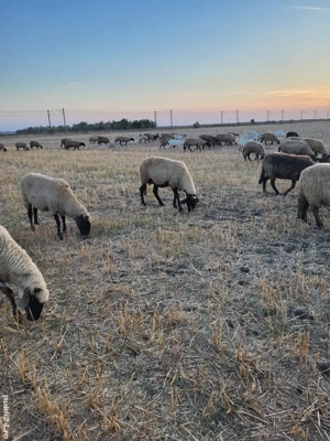 Animale de vânzare - imagine 4 Animale de vânzare - imagine 4