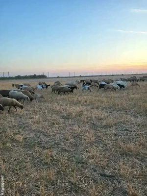 Animale de vânzare - imagine 2 Animale de vânzare - imagine 2