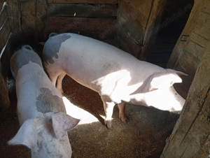 Porci de vânzare  - imagine 4