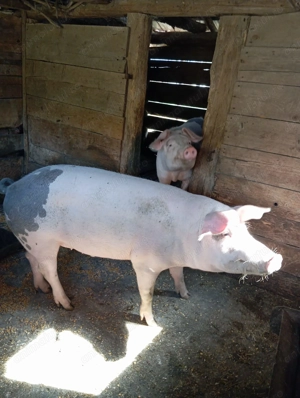Porci de vânzare  - imagine 2 Porci de vânzare  - imagine 2