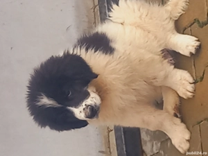 Ciobănesc de Bucovina  - imagine 3 Ciobănesc de Bucovina  - imagine 3