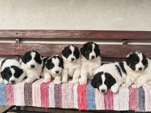 Ciobănesc de Bucovina  - imagine 2 Ciobănesc de Bucovina  - imagine 2