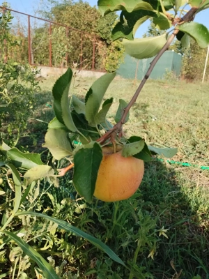 oportunitate achizitionare teren - imagine 9