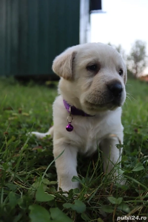 Labrador Retriver - imagine 3