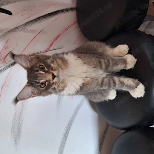 Maine coon cu pedigree - imagine 4