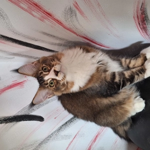 Maine coon cu pedigree