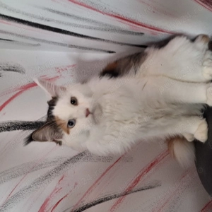 Maine coon cu pedigree - imagine 3