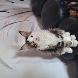 Maine coon cu pedigree - imagine 5
