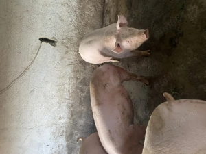 Vând porci toate mărimile 