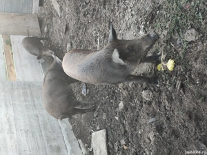 soldani mistret  - imagine 2