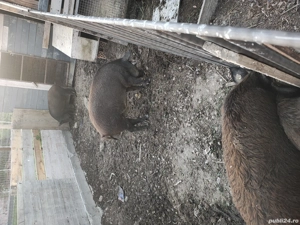 soldani mistret  - imagine 3