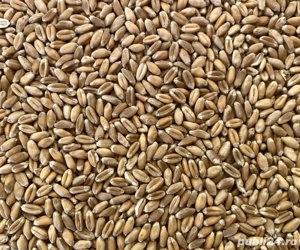 vand grau recolta 2025